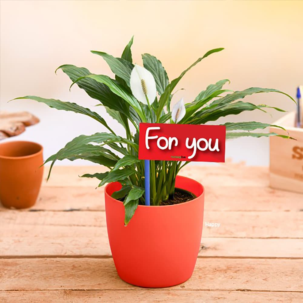 Pack of 2 Impressive Ixora